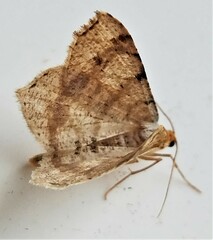 Macaria bisignata