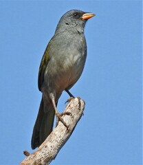 Embernagra platensis