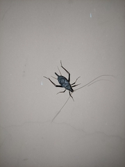 Gryllidae
