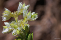 Paronychia canariensis
