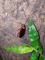 Periplaneta australasiae