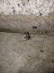Gryllidae