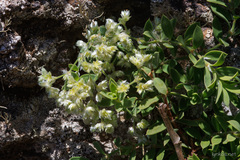 Paronychia canariensis