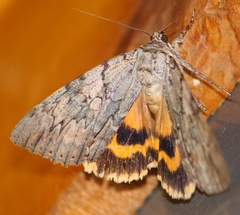 Catocala subnata