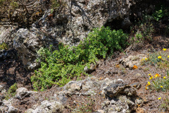 Paronychia canariensis