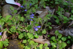 Scutellaria tuberifera