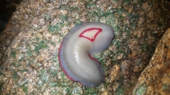 Triboniophorus graeffei