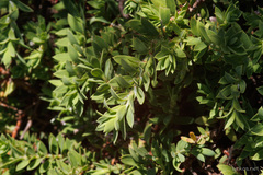 Paronychia canariensis