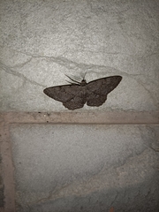 Geometridae