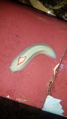 Triboniophorus graeffei