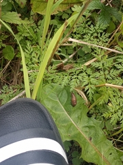 Deroceras reticulatum