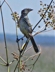 Embernagra platensis