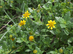 Melanthera prostrata