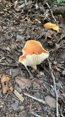 Lactifluus hygrophoroides