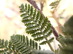 Chamaebatiaria millefolium