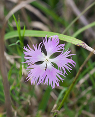 Dianthus longicalyx