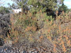 Chamaebatiaria millefolium