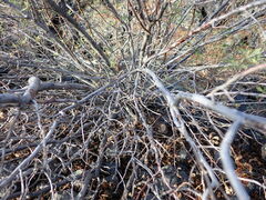 Chamaebatiaria millefolium