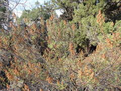 Chamaebatiaria millefolium