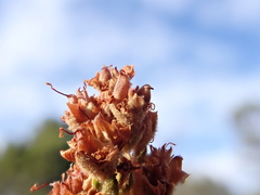 Chamaebatiaria millefolium