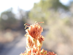 Chamaebatiaria millefolium