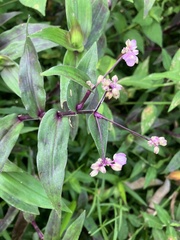 Tripogandra serrulata