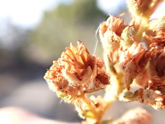 Chamaebatiaria millefolium