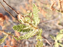 Chamaebatiaria millefolium