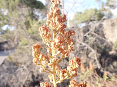 Chamaebatiaria millefolium
