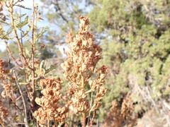 Chamaebatiaria millefolium