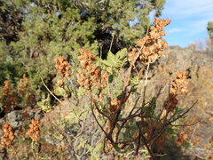 Chamaebatiaria millefolium