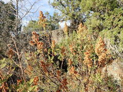 Chamaebatiaria millefolium