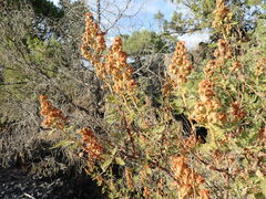 Chamaebatiaria millefolium