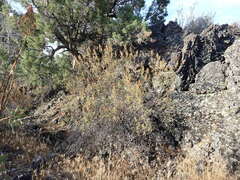 Chamaebatiaria millefolium