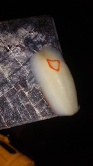 Triboniophorus graeffei