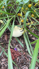 Leucocoprinus straminellus
