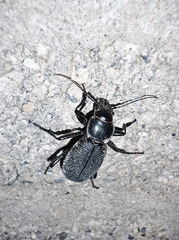 Carabus brandti