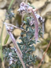 Indigofera sp11