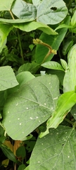 Cucurbita moschata
