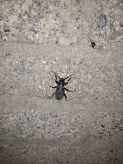 Carabus brandti