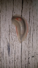 Triboniophorus graeffei