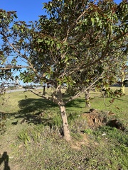 Ficus sur