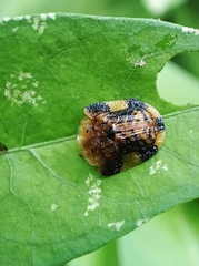 Laccoptera nepalensis