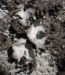 Umbilicaria hirsuta