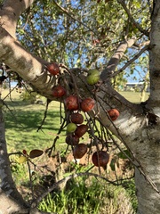 Ficus sur