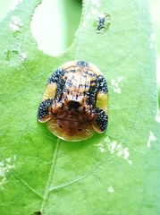 Laccoptera nepalensis