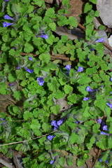 Scutellaria tuberifera