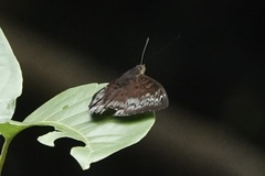 Euthalia monina