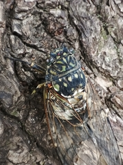 Hyalessa maculaticollis