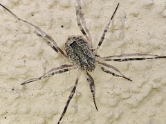 Odiellus spinosus